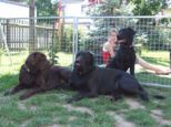 labies_13_06_09_268.jpg