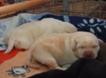 labies180509__045.jpg