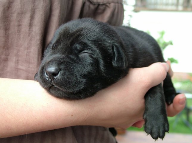 labbies200509__007.jpg
