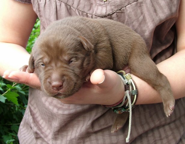 labbies200509__015.jpg
