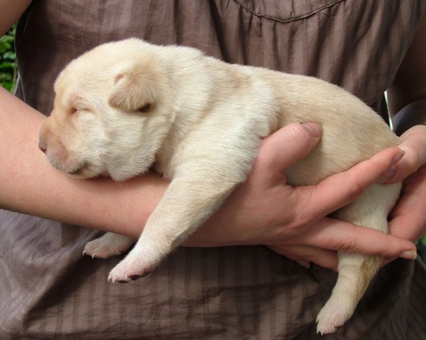 labbies200509__021.jpg