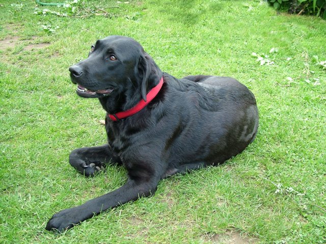 labbies200509__074.jpg
