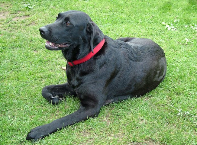 labbies200509__075.jpg