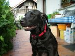 labbies200509__001.jpg