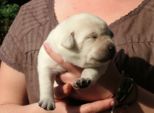 labbies200509__002.jpg