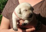 labbies200509__003.jpg