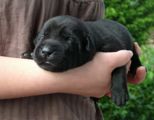 labbies200509__008.jpg