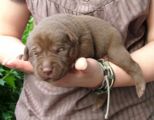 labbies200509__015.jpg