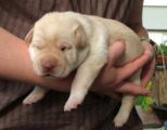 labbies200509__020.jpg