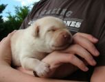 labbies200509__037.jpg