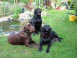 labbies200509__051.jpg