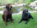 labbies200509__062.jpg