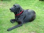 labbies200509__068.jpg