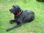 labbies200509__074.jpg