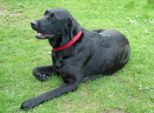labbies200509__075.jpg