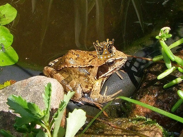 Der Froschknig in Sendelbach gesichtet...