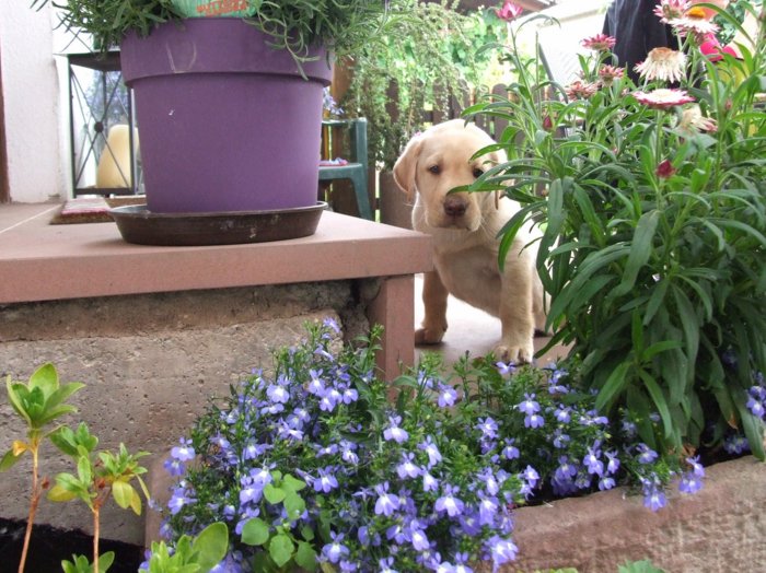 labbies_24_06_2009_006.jpg