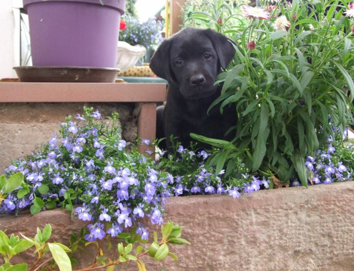 labbies_24_06_2009_026.jpg