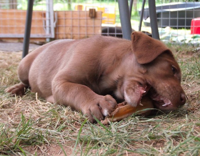 labbies_24_06_2009_091.jpg