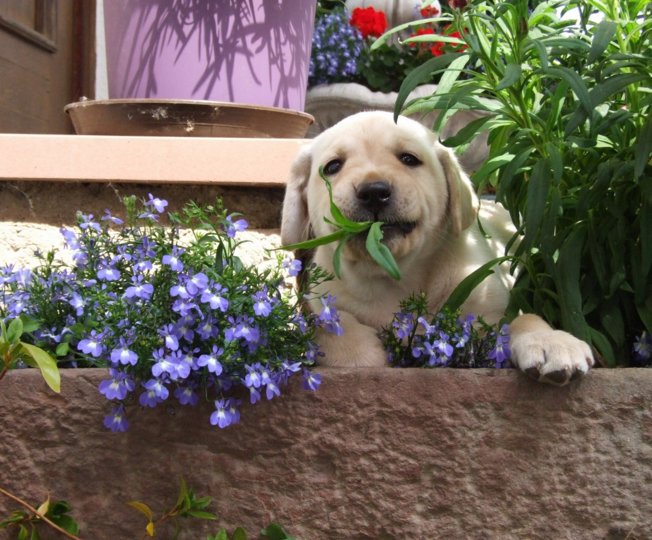 labbies_24_06_2009_099.jpg