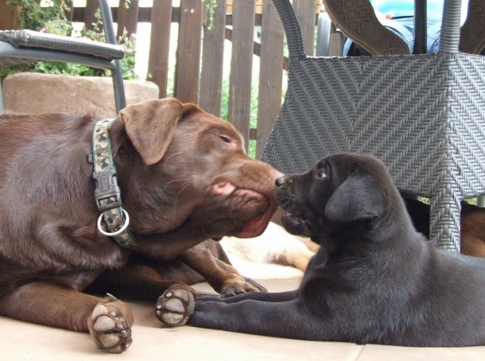 labbies_24_06_2009_132.jpg
