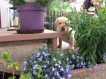 labbies_24_06_2009_006.jpg