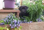 labbies_24_06_2009_024.jpg