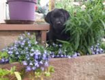 labbies_24_06_2009_026.jpg