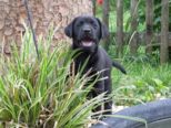 labbies_24_06_2009_036.jpg