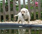 labbies_24_06_2009_048.jpg