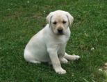 labbies_24_06_2009_067.jpg
