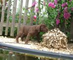 labbies_24_06_2009_078.jpg