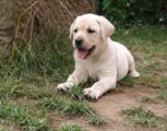 labbies_24_06_2009_088.jpg