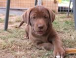 labbies_24_06_2009_089.jpg