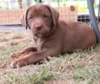 labbies_24_06_2009_093.jpg