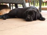 labbies_24_06_2009_094.jpg