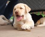 labbies_24_06_2009_103.jpg