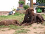 labbies_24_06_2009_106.jpg