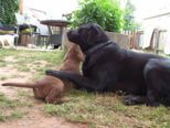 labbies_24_06_2009_109.jpg