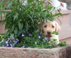 labbies_24_06_2009_145.jpg