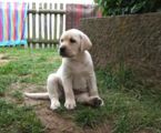labbies_24_06_2009_154.jpg