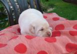 labbies_250509_021.jpg