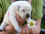 labbies_250509_044.jpg