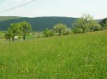 wombach024.jpg