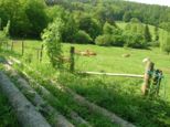 wombach038.jpg