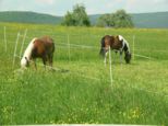 wombach046.jpg
