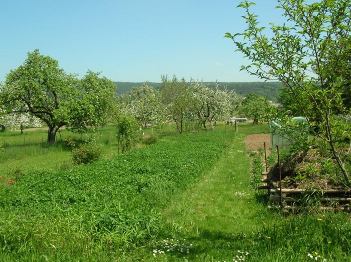 wombach003.jpg