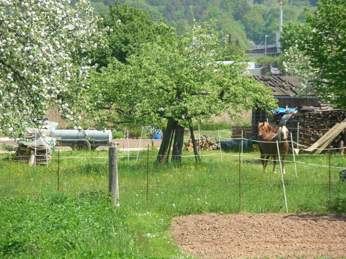 wombach004.jpg