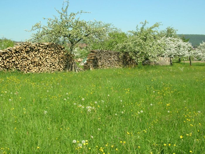 wombach005.jpg