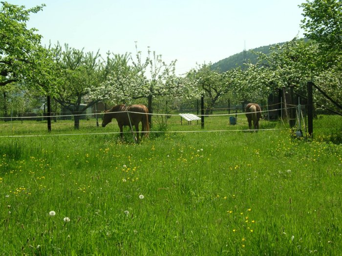 wombach009.jpg